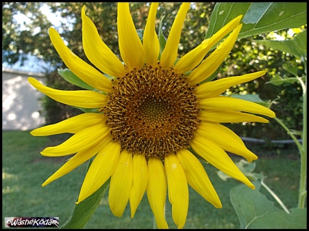 sunflower 25jul19 001