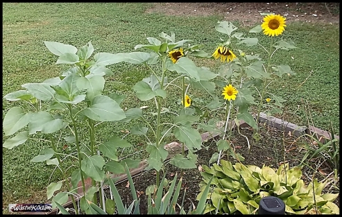 sunflowers 2aug19