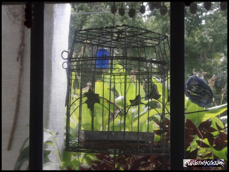 Bird Cage Feeder '18