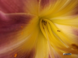 ants on my lily