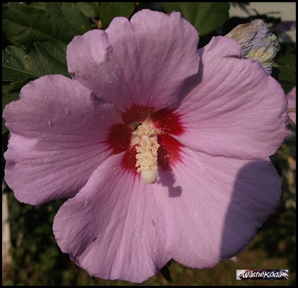 pink shrub flower