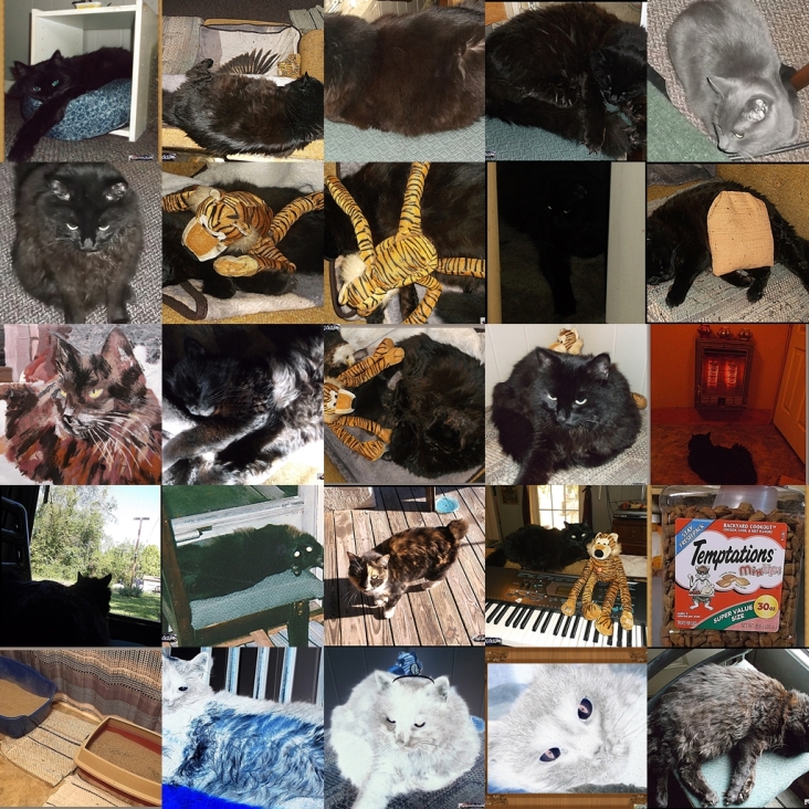 Cat gallery page #1