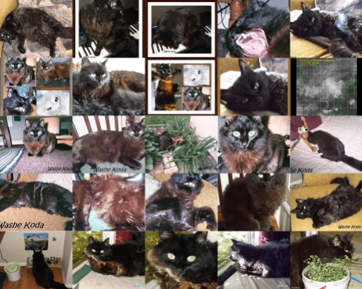 Cat gallery page #4